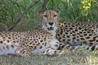 cheetah cheetah