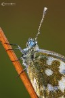 Pontia edusa (Fabricius, 1777) Pontia edusa (Fabricius, 1777)