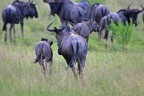 Blue Wildebeest