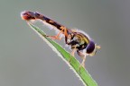 Syrphidae