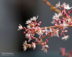 Fiori Fiori