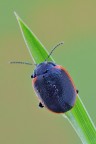 Chrysolina rossia Chrysolina rossia