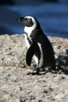 Penguin Penguin