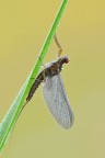 Serratella ignita Serratella ignita