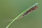 Odontocerum albicorne Odontocerum albicorne