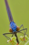 Calopteryx virgo