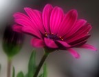 fiore fiore