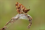 Boloria dia (Linnaeus, 1767)
Lepidoptera Nymphalidae

Nikon D7000- 180 macro Sigma -f 16 -1/5 sec-iso 200 -spot -
treppiedi-slitta Novoflex-plamp-cartoncino bianco -luce naturale.

per vedere meglio:

http://img256.imageshack.us/img256/3079/boloriadiad7100291204.png