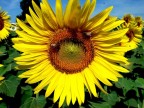 girasole