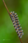 Melitaea didyma (Esper, 1779) Melitaea didyma (Esper, 1779)