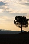 Albero solitario Albero solitario