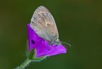 Coenonympha pamphilus