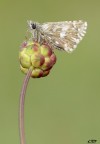 pirgus malvae. pirgus malvae.