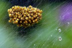 Spiderball!!!!! Spiderball!!!!!