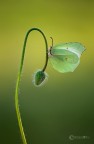 Gonepteryx cleopatra (Linnaeus, 1767)...female Gonepteryx cleopatra (Linnaeus, 1767)...female