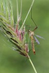 ...Tipula...!!! ...Tipula...!!!