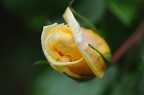 Una rosa del mio giardino... Una rosa del mio giardino...