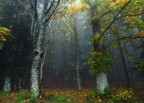 Questa � la Foresta di Camaldoli , con tanta nebbia .

Fuji S9500
T  1/9�
D  5
Iso 400
Foc 28mm