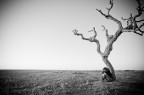 the last tree. the last tree.