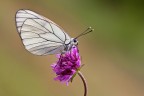 Aporia Aporia