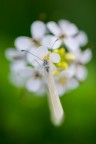 prova d800 2* prova d800 2*