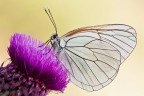 Aporia Aporia