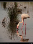 Camargue # 40 Camargue # 40