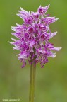 Orchis simia ..... finalmente !