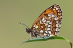Melitea Melitea