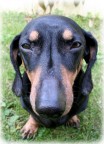 Pippo...di muso Pippo...di muso
