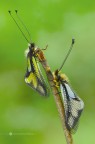 Libelloides coccajus (Denis & Schiffermüller, 1775) Libelloides coccajus (Denis & Schiffermüller, 1775)