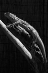 iguana iguana