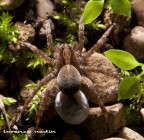 mamma con uova a seguito