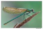 Calopteryx female Calopteryx female