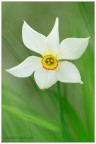Narcissus Poeticus Narcissus Poeticus