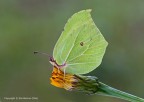 Cedronella (Gonepteryx rhamni) Cedronella (Gonepteryx rhamni)