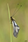 Libelloides coccajus Libelloides coccajus