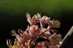 fiore fiore