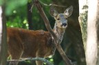 capriolo capriolo