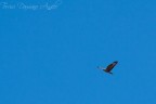 Chiss� se � in volo perch� sta cercando la sua met�?
Dati di scatto
f: 5.3
tempo di esposizione:  1/640 s
ISO: 100
distanza focale  240mm
Nikon D3100