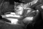 il gatto il gatto