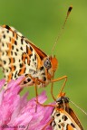 Coppia di Melitaea didyma
100 macro 
f.9

HR
http://dl.dropbox.com/u/57928059/macro/2012/IMG_6114_HR.jpg