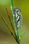Aporia crataegi (Linnaeus, 1758) - crisalide adulta Aporia crataegi (Linnaeus, 1758) - crisalide adulta