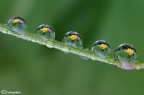 Spring in drops Spring in drops