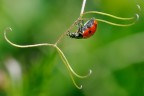 Coccinella Coccinella