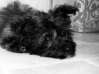lilly