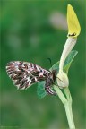Papilionidae Papilionidae
