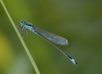Ischnura elegans - male