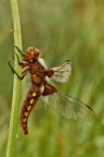 Libellula...(id cercasi)
