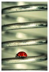 bugs life bugs life